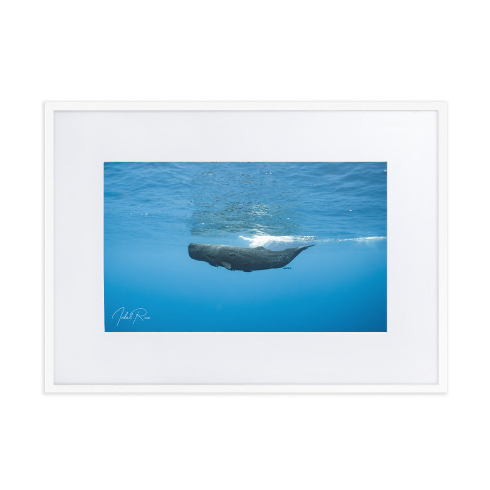 Sperm Whale in the Big Blue