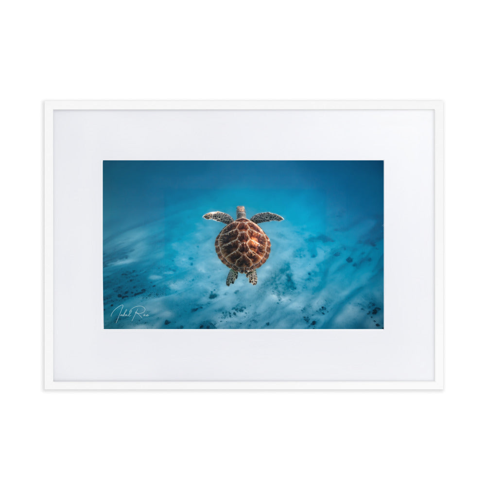 Flying Sea Turtle