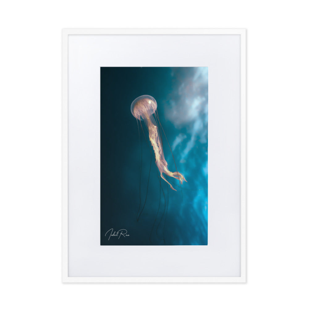 Jellyfish in the Mozambican