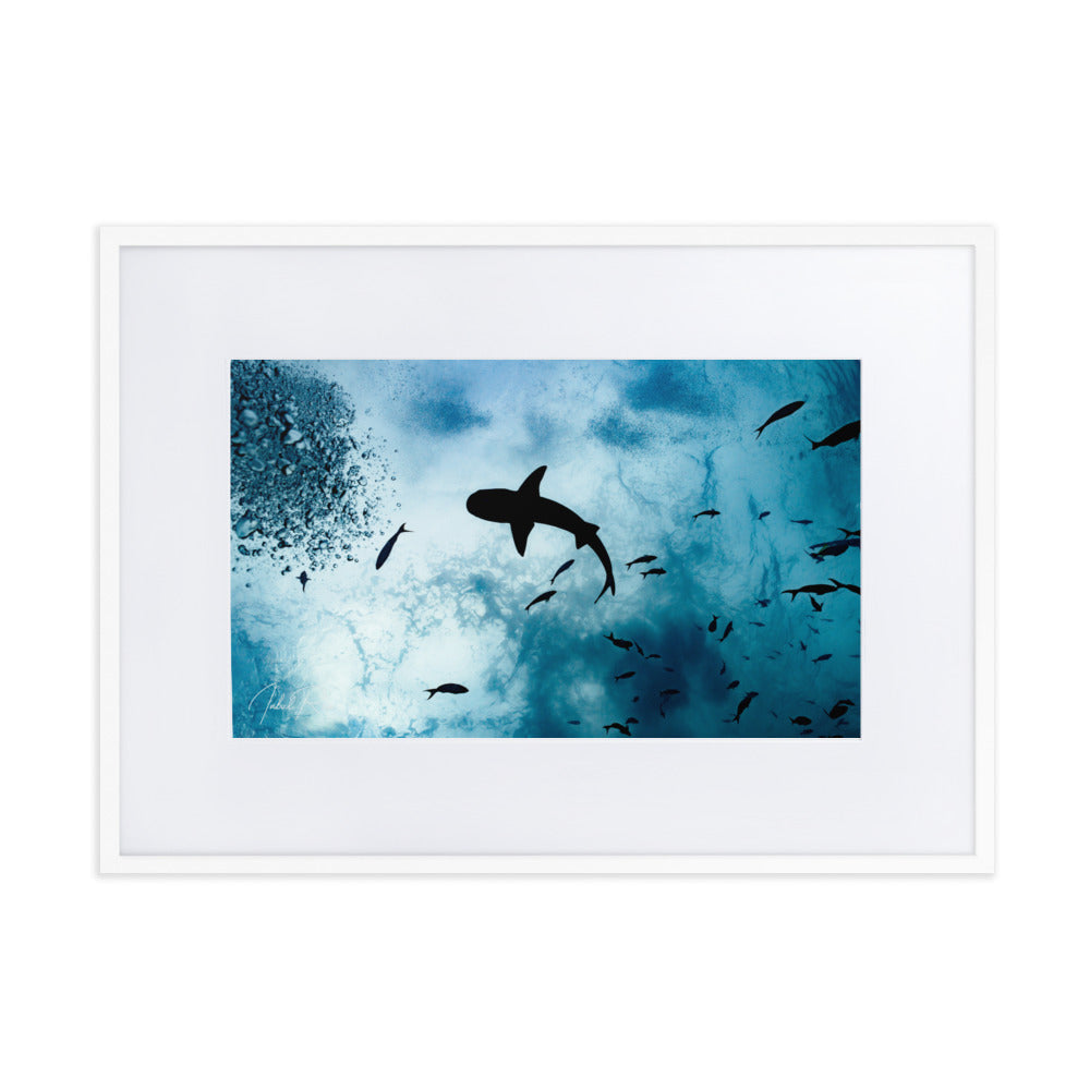 A Shark from a Different Angle