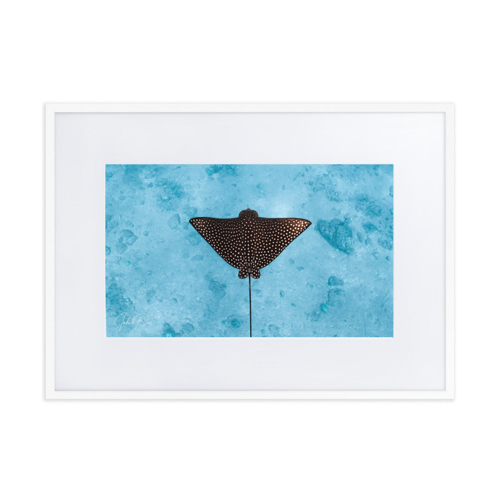 Eagle Ray