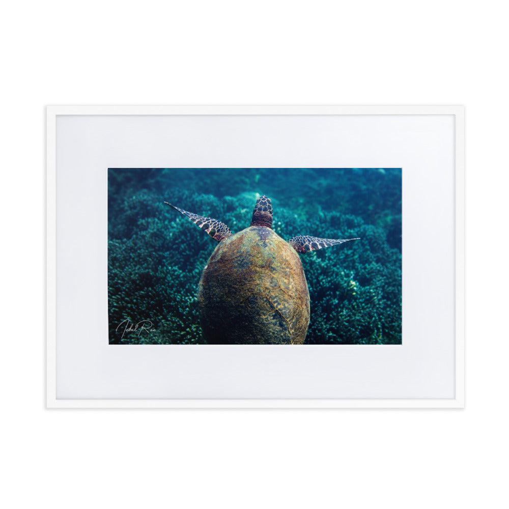 Gliding Sea Turtle