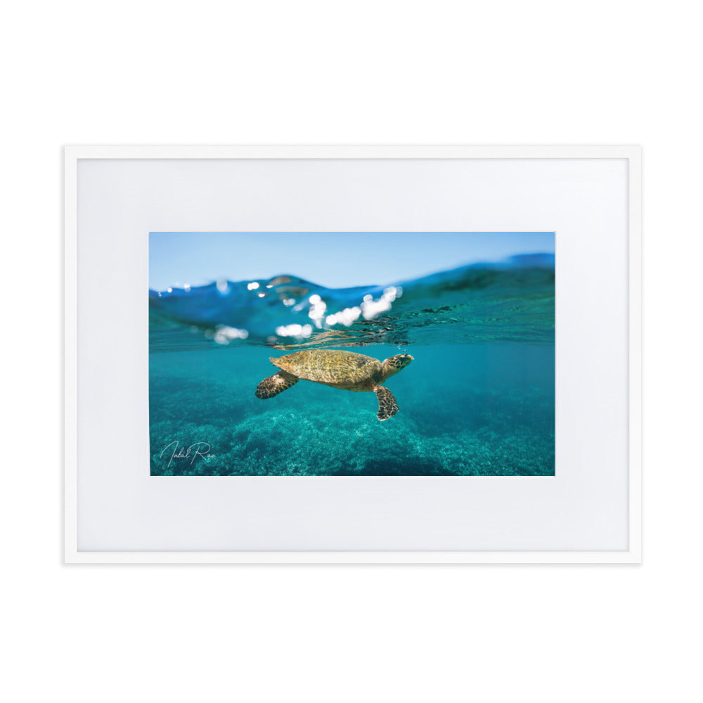 Sea Turtle at the Surface