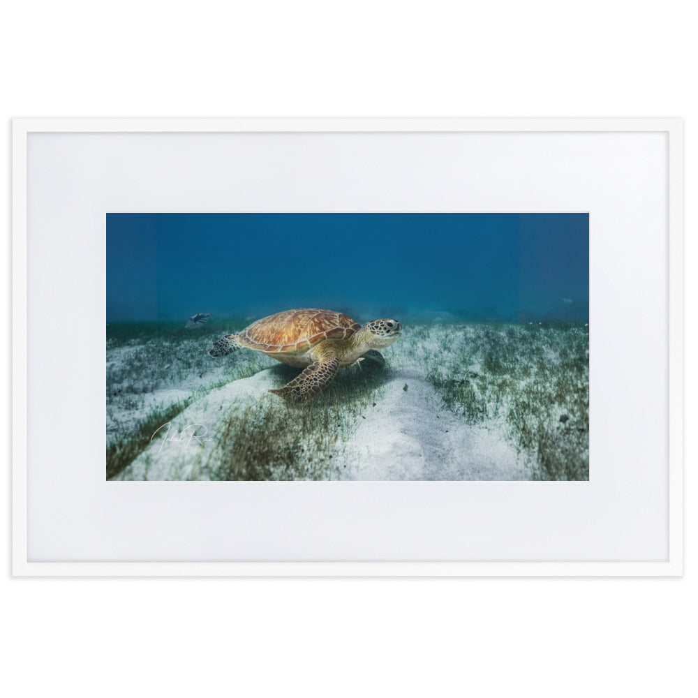 Mauritian Sea Turtle