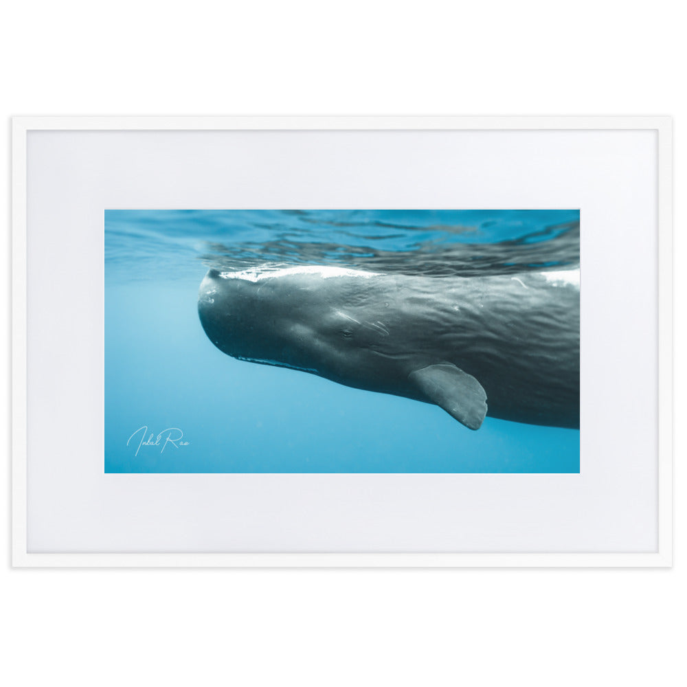 Eye to Eye with a Sperm Whale