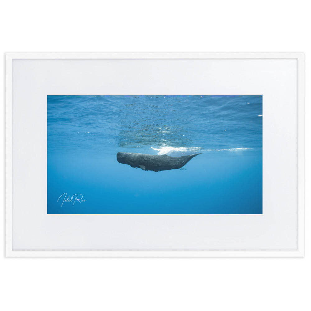 Sperm Whale in the Big Blue
