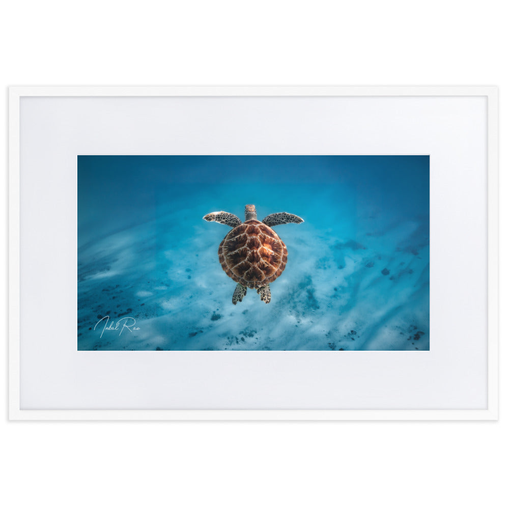 Flying Sea Turtle