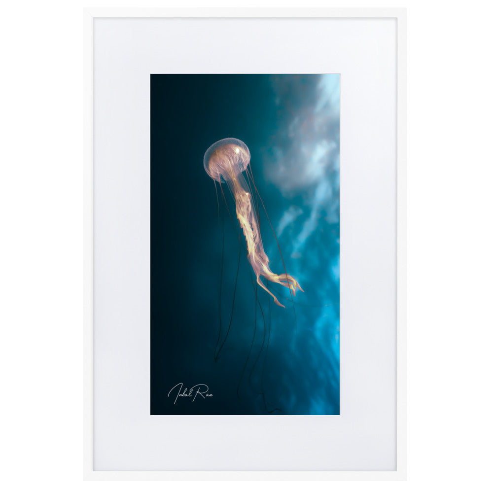 Jellyfish in the Mozambican
