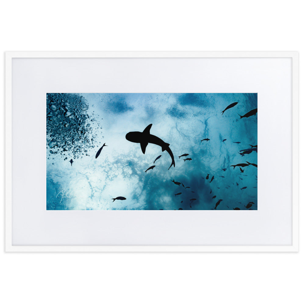 A Shark from a Different Angle