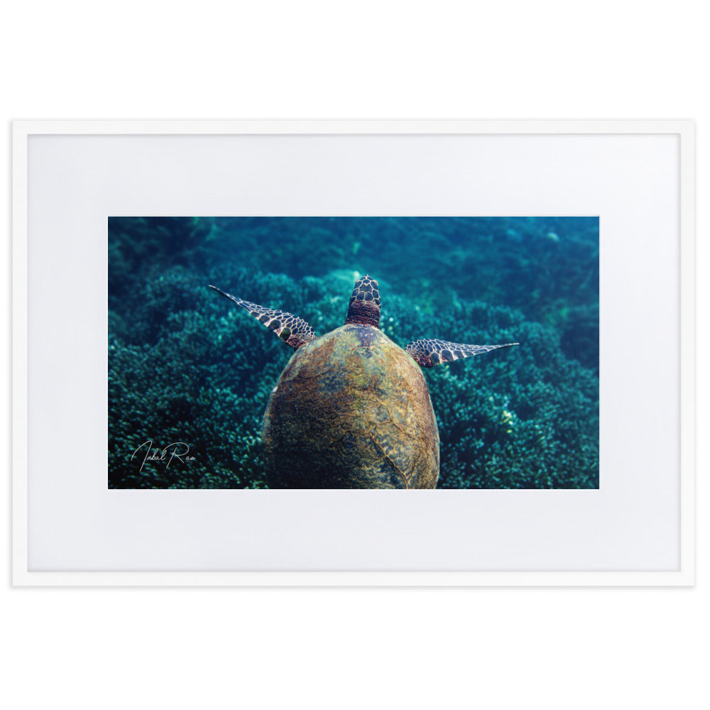 Gliding Sea Turtle