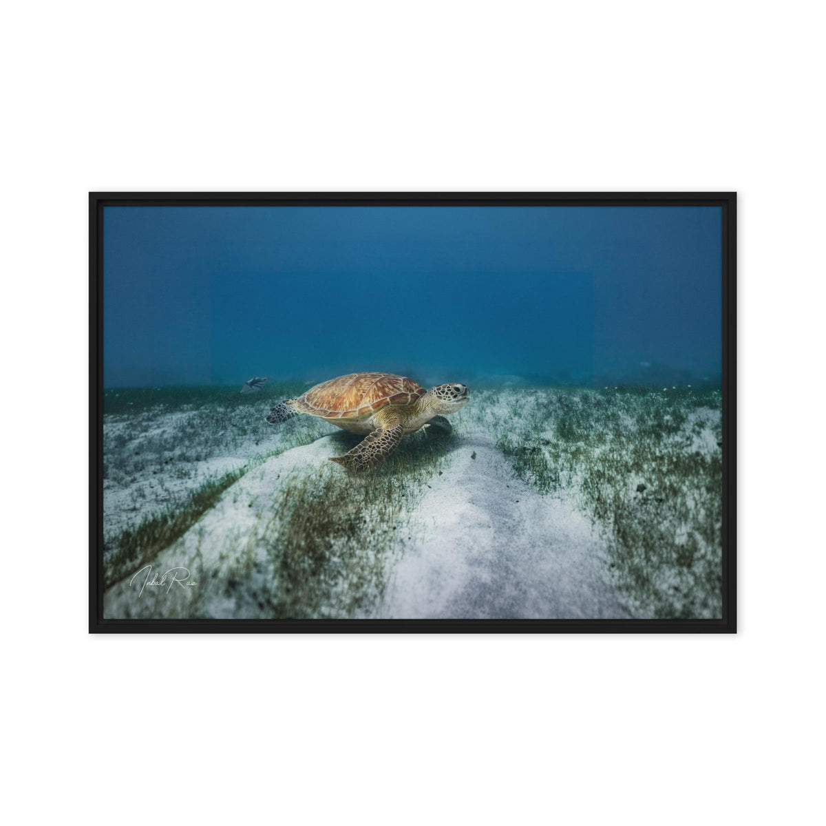 Mauritian Sea Turtle canvas framed underwater sea turtle art print