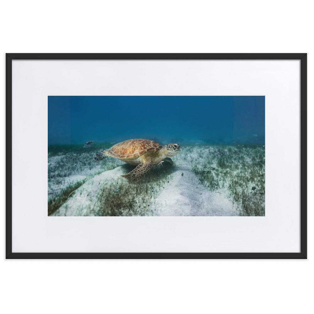Mauritian Sea Turtle matte framed ocean wall art print for coastal decor