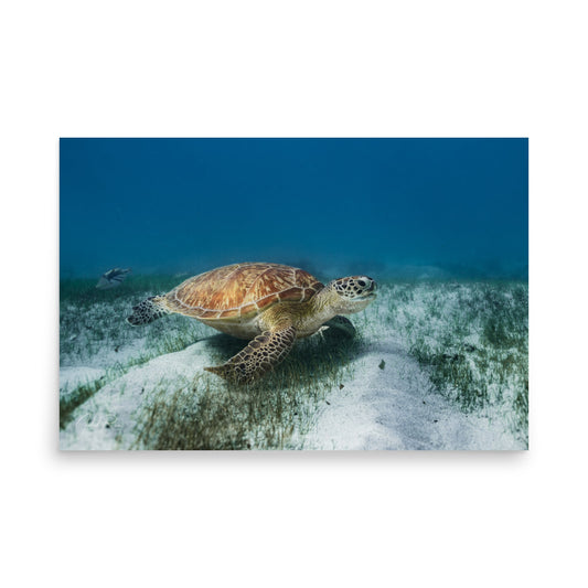 Mauritian Sea Turtle unframed sea turtle wall art print from Le Morne, Mauritius