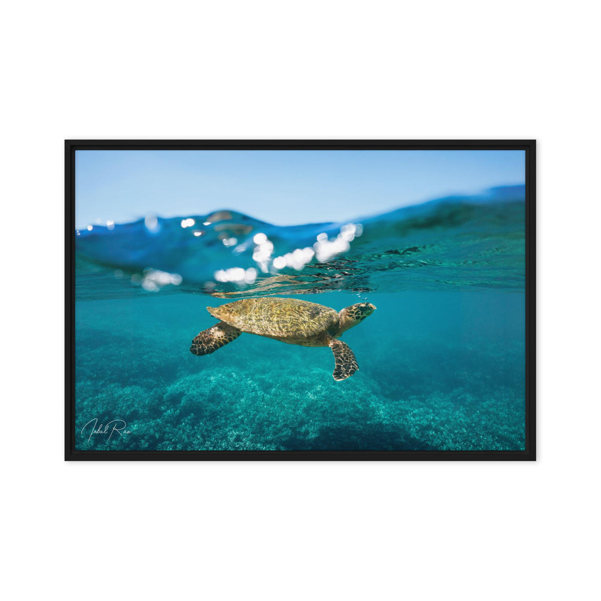 Sea Turtle at the Surface canvas framed underwater sea turtle print
