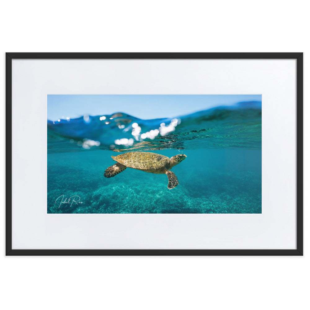 Sea Turtle at the Surface matte framed ocean wall art print