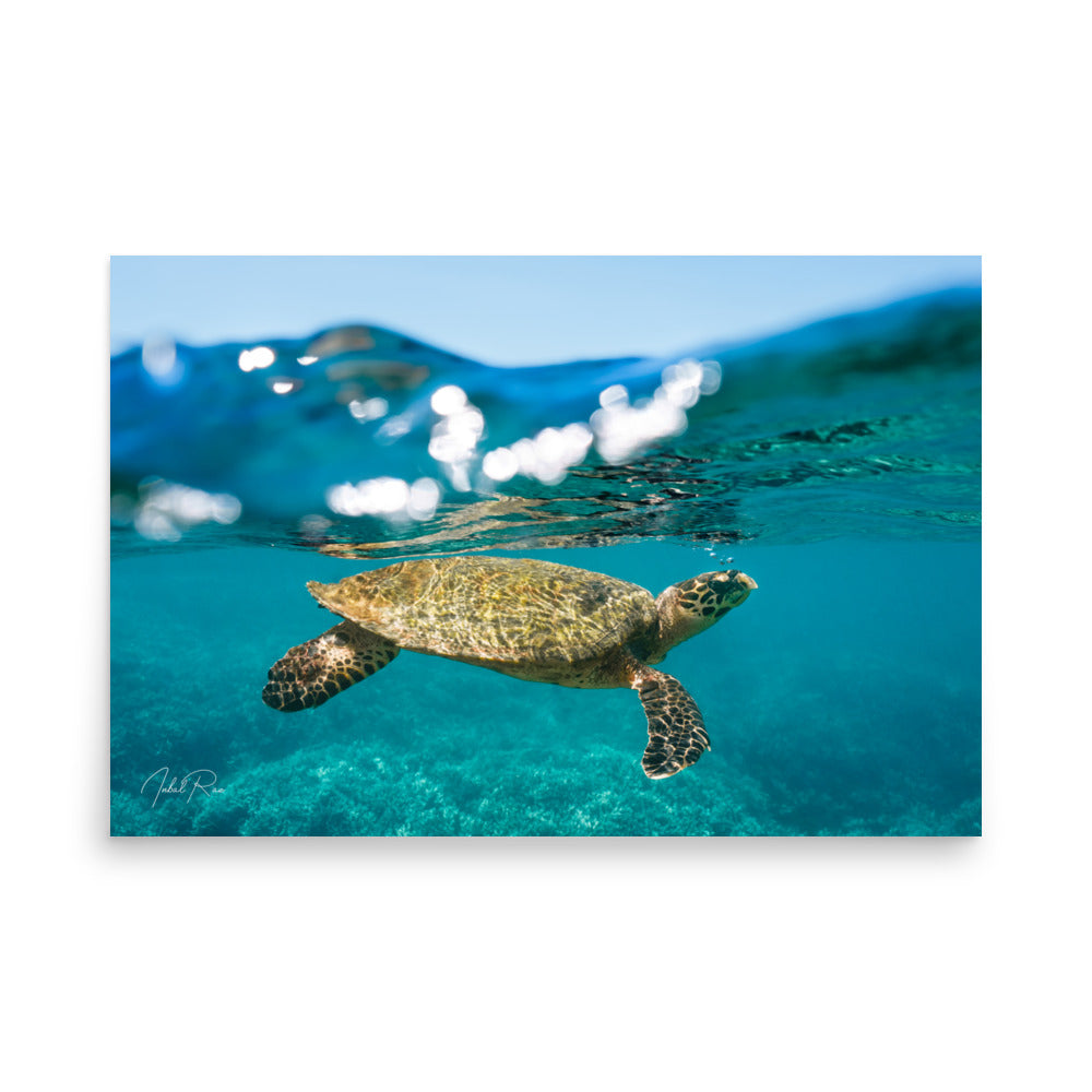 Sea Turtle at the Surface unframed underwater wall art print from Sri Lanka