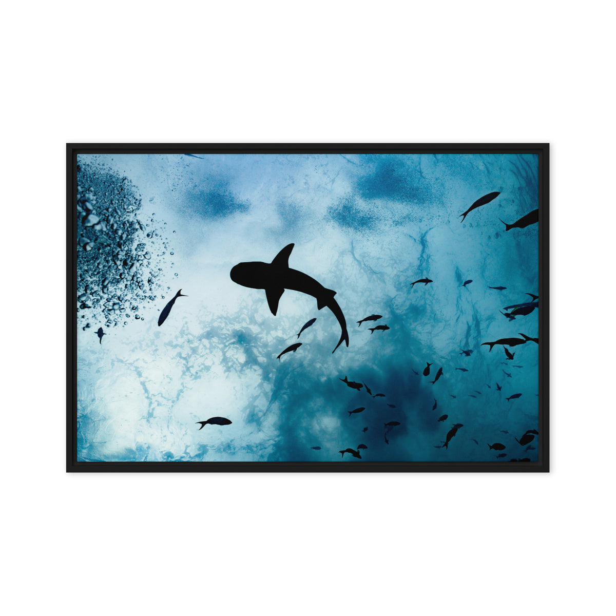 A Shark from a Different Angle framed shark photography print