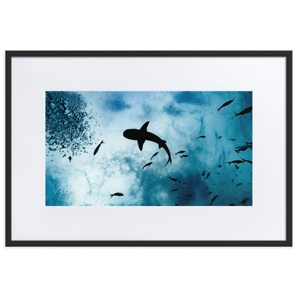 A Shark from a Different Angle matte framed ocean predator wall art