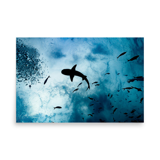 A Shark from a Different Angle unframed underwater shark wall art print