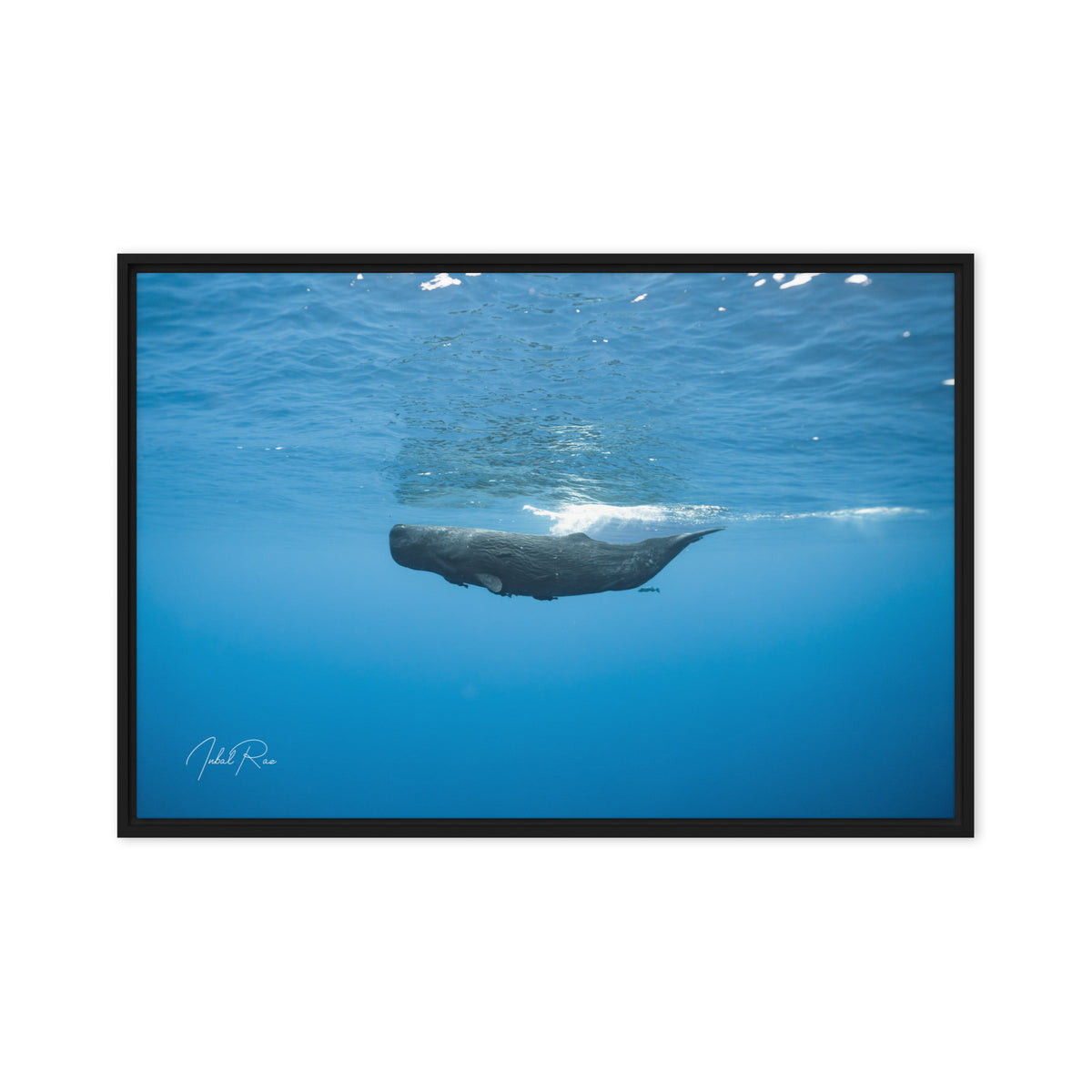Sperm Whale in the Big Blue framed underwater whale photography print