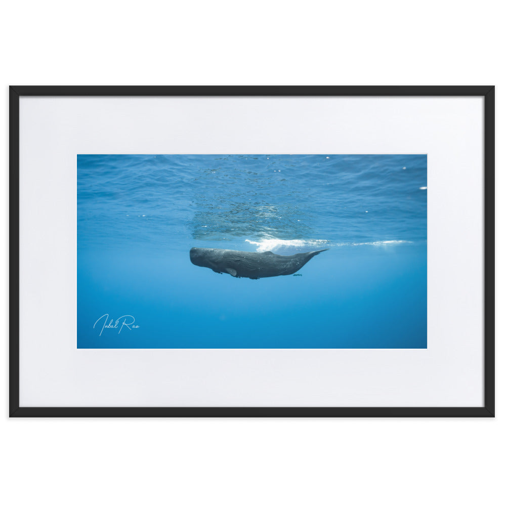 Sperm Whale in the Big Blue framed underwater whale photography print