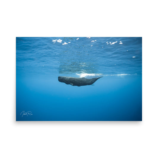 Sperm Whale in the Big Blue unframed whale wall art print from Mauritius